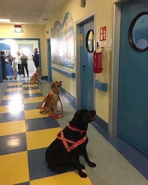 Therapeutic dogs waiting