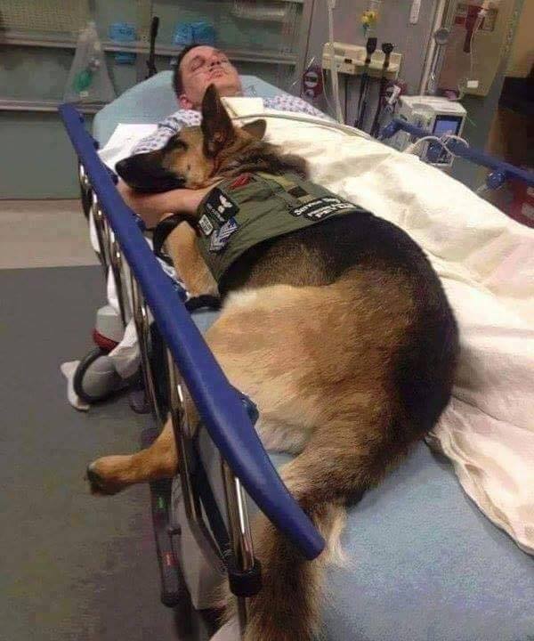 dog best friend