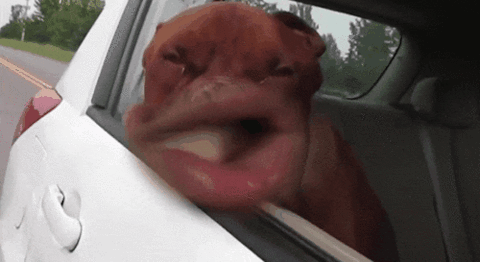 funny dog