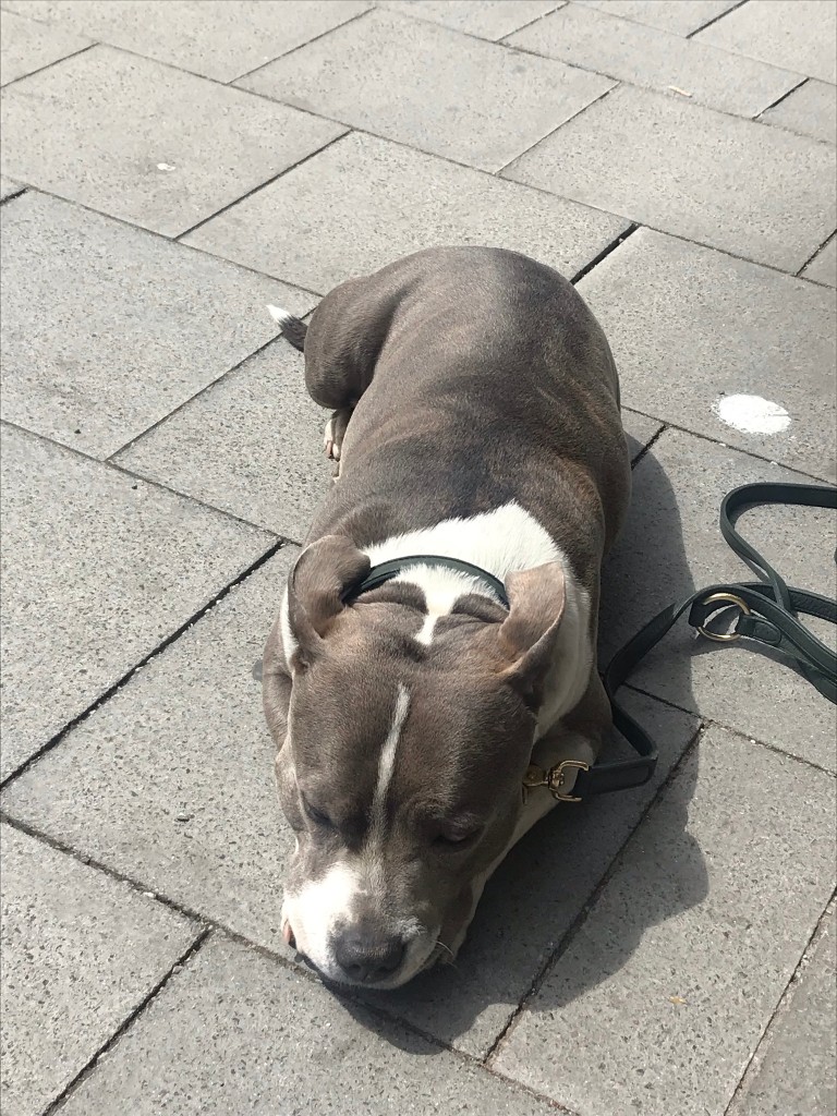 waiting dog